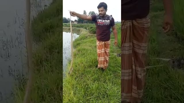 আজ বিকেলে ঘুরতে গিয়ে একটা কোবরা সাপ ধরলাম смотреть онлайн
