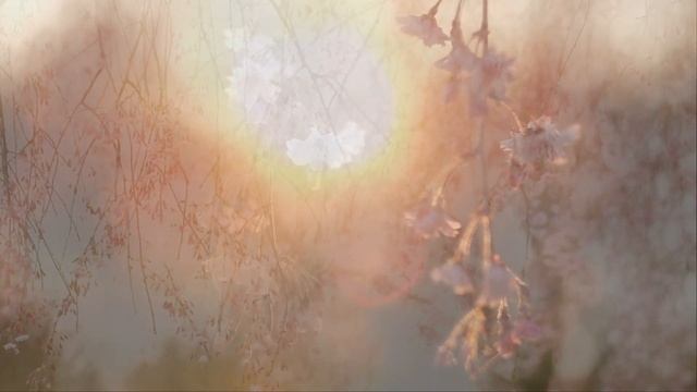 Prunus Pendula смотреть онлайн