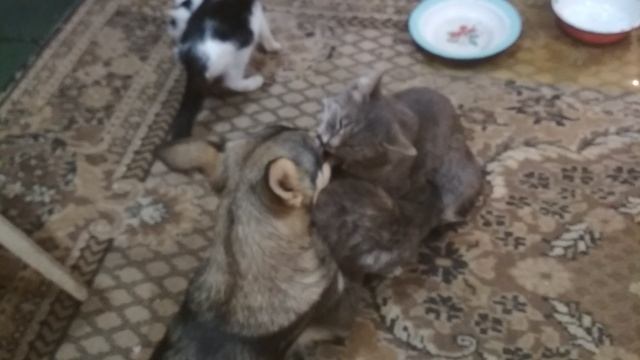 Ника и Муся смотреть онлайн