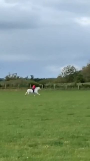 Corky - Easy Going Cob Allrounder смотреть онлайн