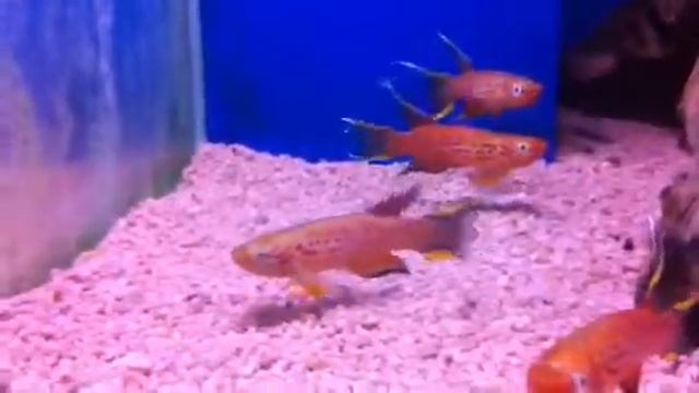 Cape Lopez "Chocolate" Australe Killi Fish - Aphyosemion australe смотреть онлайн