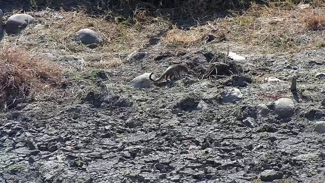Djuma: Slender Mongoose upsetting Blacksmith Lapwings - 10:50 - 07/30/20 смотреть онлайн