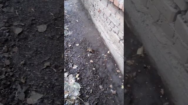 Бойцовские воробьи смотреть онлайн