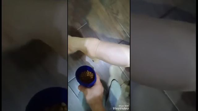 Обида кота смотреть онлайн