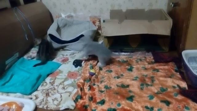 игривые плюшевые котята-1 смотреть онлайн