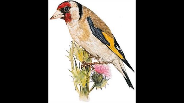 chant chardonneret kadous mouflon d or حسون الجزائر القادوس موفلون دور смотреть онлайн