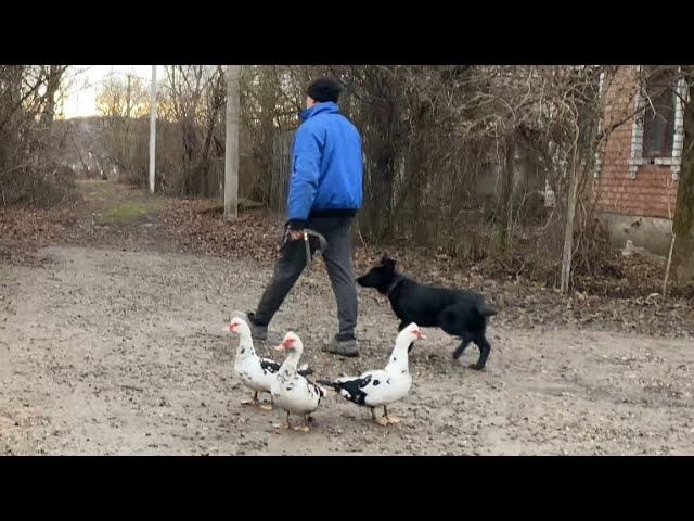 Немецкая овчарка Ральф Дрессировка с раздражителями смотреть онлайн