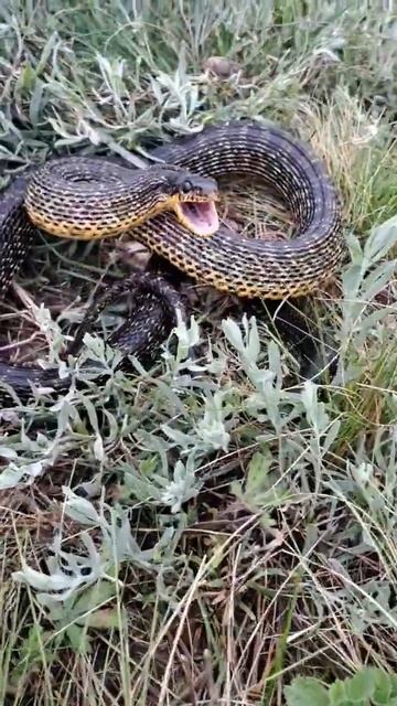 ⚡️ОСТОРОЖНО ЗМЕИ!!!⚡️ #рыбалка #змея #полоз #анаконда #крокодилы смотреть онлайн