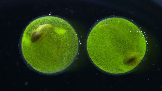Stage 37. A. maculatum embryos spinning video. смотреть онлайн