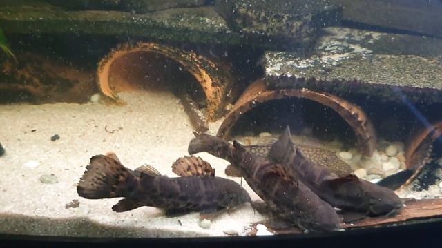 287. Kiryśnik czarnoplamy Megalechis thoracata смотреть онлайн