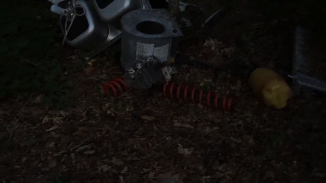 Opossum with babies on her back смотреть онлайн