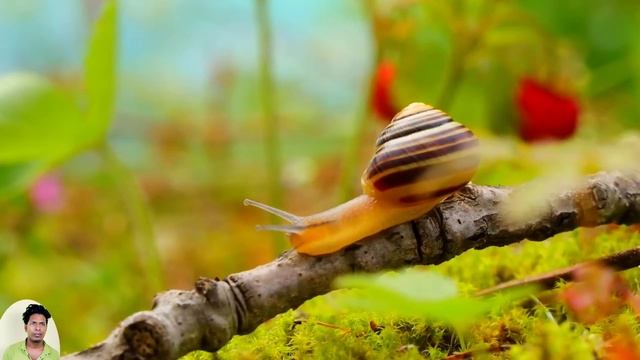 Wild & Farm animals sounds Cat, Cow, Dog, Elephant, Horse, Monkey, Frog смотреть онлайн