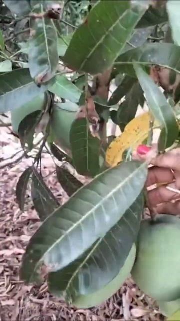 Queen of Mangoes 🥭 #shorts #trending #viral #youtubeshorts #ytshorts смотреть онлайн