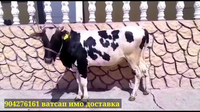 Срочно фурӯши душанбе 4 июня 2021 г. смотреть онлайн