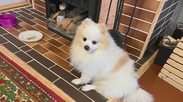 Ох уж эти животные!!!! смотреть онлайн