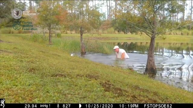 Urban Wildlife Cameras A secret window into the animal world of Florida смотреть онлайн