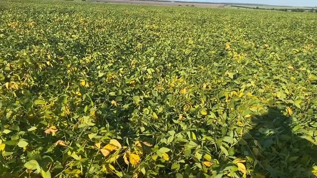 Другий урожай вже скоро?! Соя PS 0035 Соняшник Seed Grain Morris смотреть онлайн