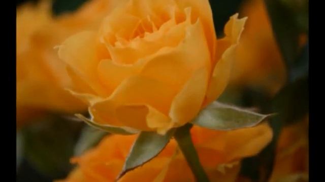 蕾 --Harmonica смотреть онлайн