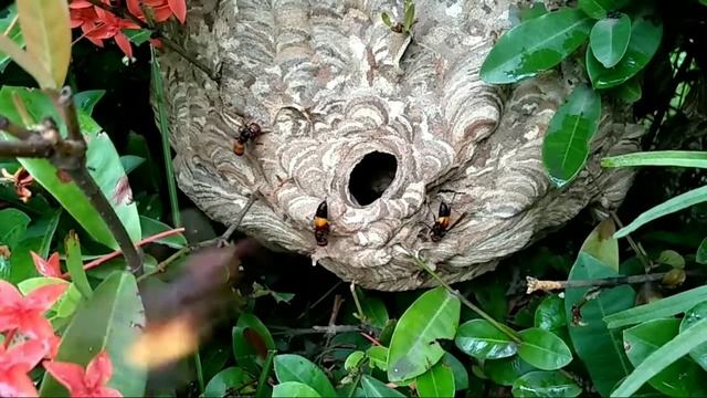 Nest of Greater Banded Hornet смотреть онлайн