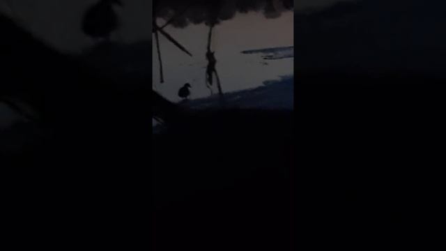 вечерняя охота с чубарыми на реке дон смотреть онлайн