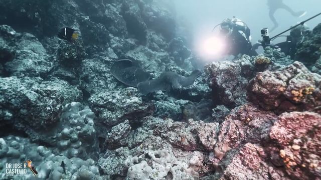 Canon R6 underwater: Marbled ray, Galapagos смотреть онлайн