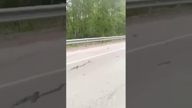 медведь против лексус 😱😱😱 смотреть онлайн