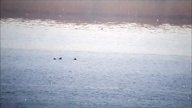 Surf Scoter -Vretaudd, Uppsala смотреть онлайн