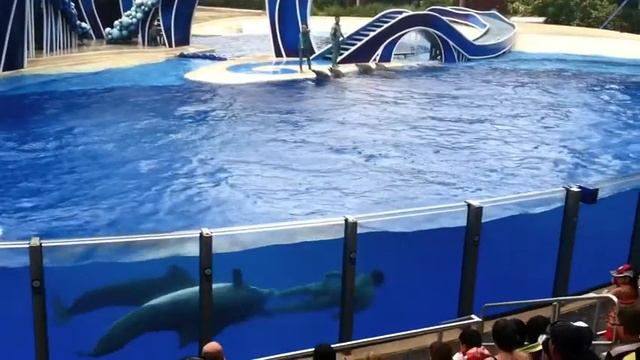 Amazing Dolphins Show at Sea World Orlando "Blue Horizons" (лучшие шоу с дельфинами) смотреть онлайн