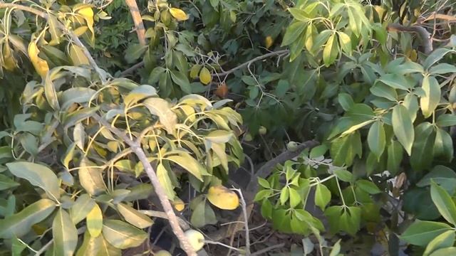 White sapote - grow, care, harvest and eat смотреть онлайн