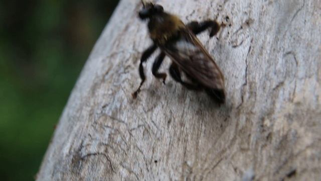 Определитель насекомых и пауков #2 / Миллиметровая Вселенная смотреть онлайн