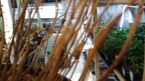 Можно ли черенковать полуфабрикаты крупнолистной гортензии и что с ними будет дальше. 08.02.25 г.