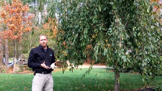 The Importance Of Pruning Trees In The Dormant Season | Swazy & Alexander Landscaping #TreeService