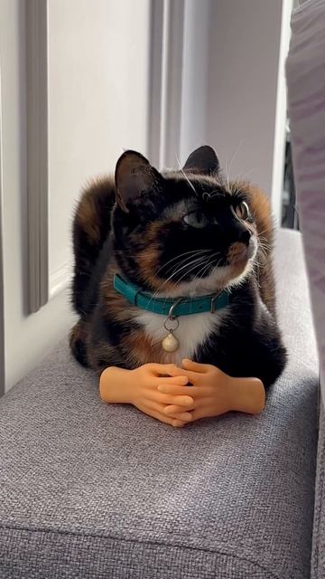 Мы же кошки #shortvideo #cat #кот #кошкавдоме #котик #юмор #котики #прикол #топ смотреть онлайн