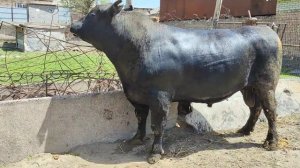 (1632) Абердин Ангус 3 года. сколько думаете выйдет вес?