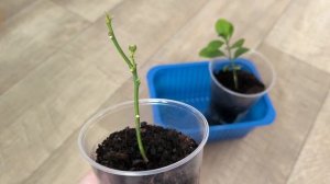 Результат прививки лимона в расщеп