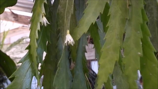 Lepismium Houlletianum