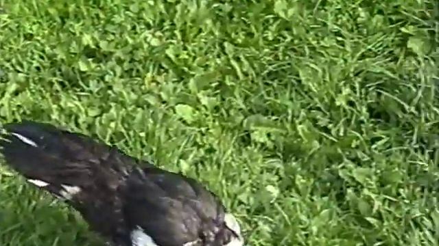 птичий двор 20 лет назад смотреть онлайн