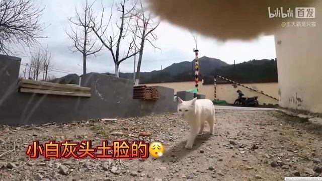 Жизнь, глазами бездомного кота смотреть онлайн