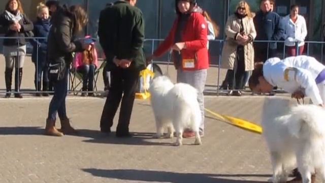 Выставка в Житомире "ЗОЛОТО ЮЛДУЗ 2015" смотреть онлайн