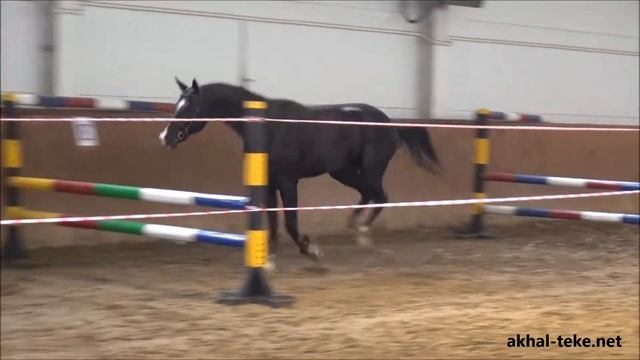 Сиявуш Шаэль шпринтгартен смотреть онлайн