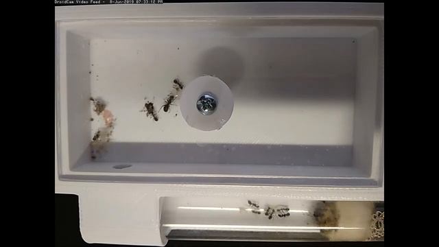 Formica fusca z areną 3D смотреть онлайн