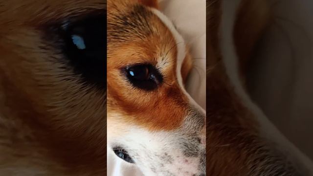Арвуха на отдыхе. Империал Геленджик. #вельшкоргипемброк #corgi #коржик #геленджик смотреть онлайн