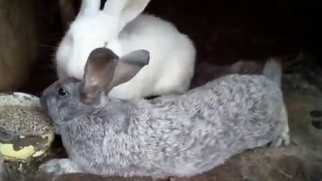 Покрытие самки серебро самцом фландр. Покрытие самки серебро самцом серебро. 08.08.2021 смотреть онлайн
