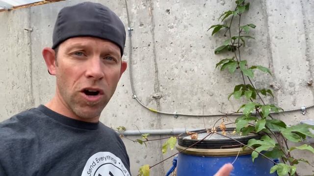 Citrus Trees are blooming - New plants growing in the underground greenhouse - Utah Walipini смотреть онлайн