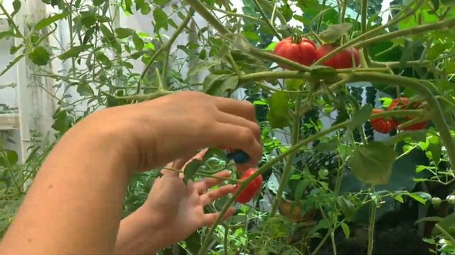 Panen Tomat Hidroponik di Kebun Kecilku смотреть онлайн