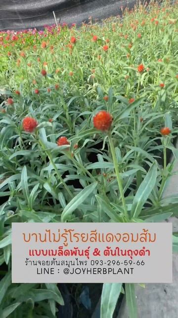 #บานไม่รู้โรย #Gomphrena #edibleflowers #จัดสวน #ไม้ดอก смотреть онлайн