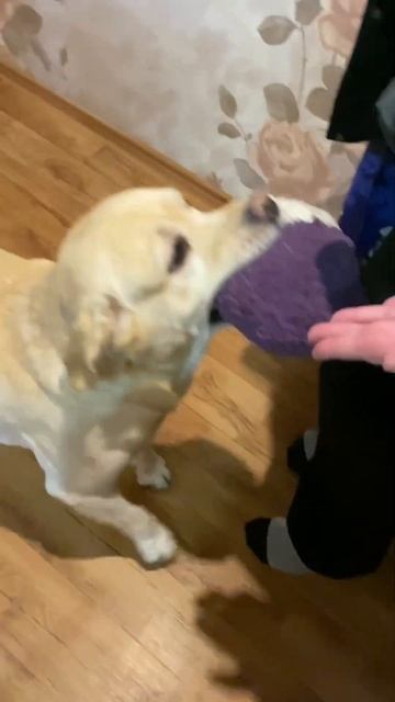 Снова пришла любимая тётя🤗Зовёт в зал #dog #labrador #лабрадор #funny #happy #shorts смотреть онлайн