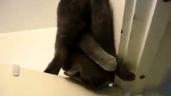 Кошка-летучая мышь Batcat