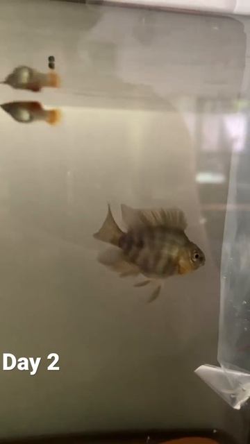 Day 2: red parrot cichlids growing journey смотреть онлайн