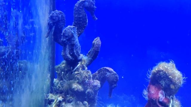 Морские коньки смотреть онлайн